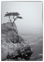 Lone Cypress